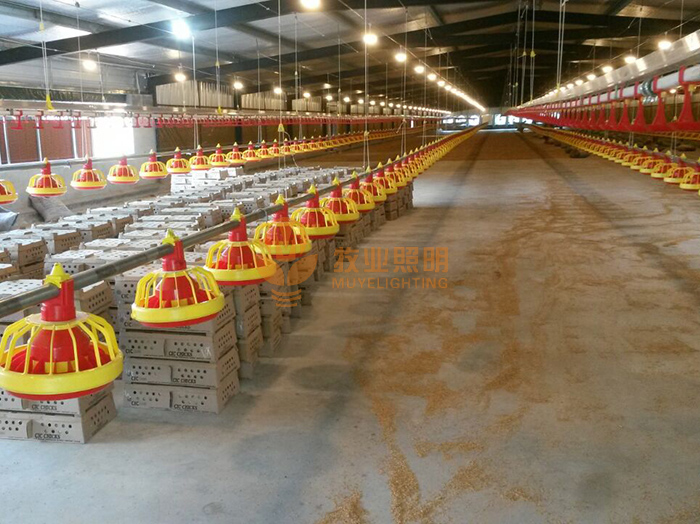 Intelligent lighting system for poultry ＂lighting＂ farms
