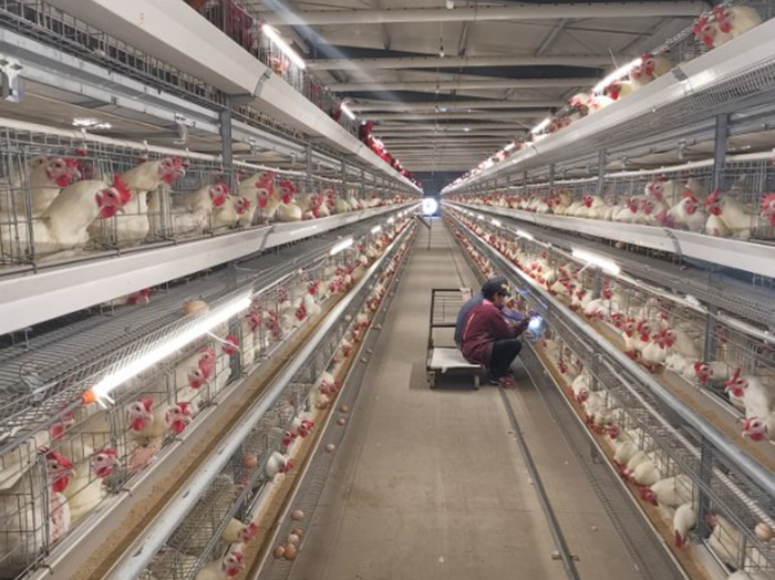 蛋鸡在饲养过程中为什么要补光?家禽养殖的作用