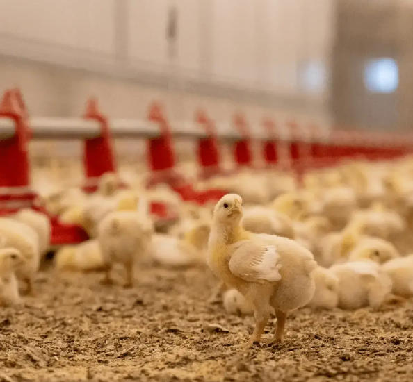 Chicken farm