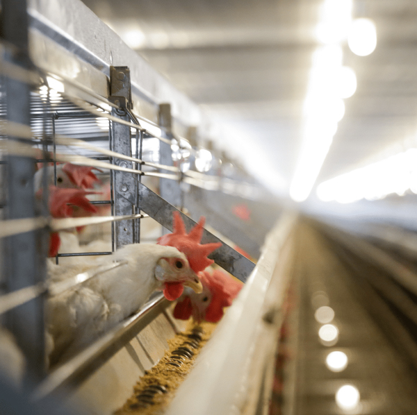 Poultry house lighting