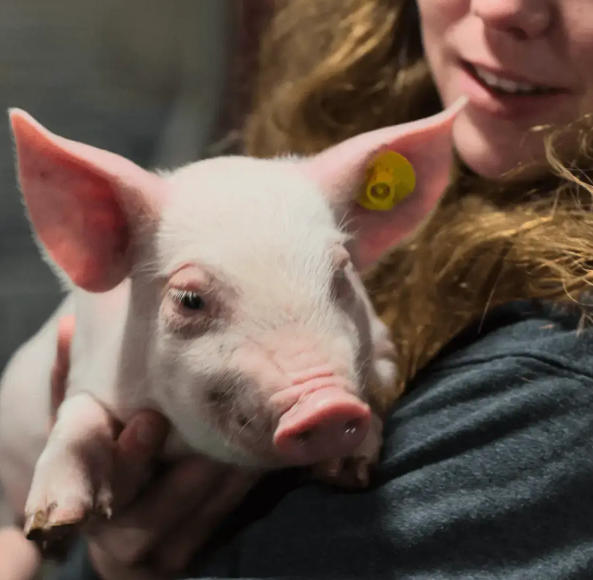 Piglet